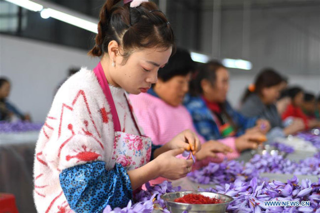 Οι χωρικοί επεξεργάζονται κρόκο για να χρησιμοποιηθεί σε φυσικά φάρμακα στο χωριό Τζουμπά της επαρχίας Τσενγκόνγκ, στον αυτόνομο νομό Τσιενντονγκνάν Μιάο και Ντονγκ, στην επαρχία Γκουιτζόου της νοτιοδυτικής Κίνας, 29 Οκτωβρίου 2020. Περισσότεροι από 200 τοπικοί αγρότες απασχολούνται σε αυτήν την εποχική εργασία στην πιλοτική βάση φύτευσης κρόκου στο χωριό Τζουμπά, ως έναν τρόπο ανακούφισης από την φτώχεια. (Φωτογραφία / Xinhua)
