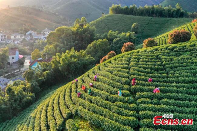 Αγρότες μαζεύουν τα φυλλαράκια του τσαγιού Αντζί Μπάι στην κομητεία Αντζί που βρίσκεται στην επαρχία Τζετζιάνγκ της ανατολικής Κίνας, στις 22 Μαρτίου 2021.