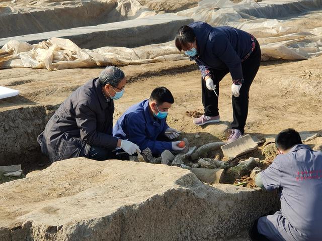 Οι αρχαιολόγοι στο λάκκο των οστών ζώων στα ερείπια του Χάοτζινγκ. (φωτογραφία / Ακαδημία Αρχαιολογίας της επαρχίας Σαανσί)