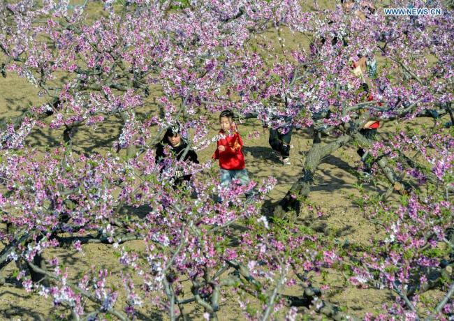 Τουρίστες απολαμβάνουν ανοιξιάτικα λουλούδια σε έναν κήπο με ροδακινιές στο δήμο Νανμπού της πόλης Χαντάν, στην επαρχία Χεμπέι της βόρειας Κίνας, στις 4 Απριλίου 2021. (Xinhua / Wang Xiao)