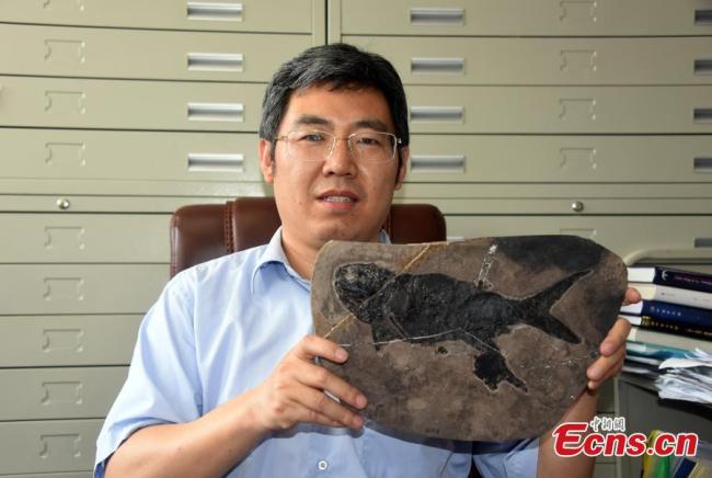 Το μεγαλύτερο ατομικό απολιθωμένο δείγμα του Zhang pteronisculus, ένα νέο pteronisculus, ψάρια με ακτινο-πτερύγια (Actinopterygli), παρουσιάζεται από τον Σιού Γκουανγκχουί, ερευνητή από το Ινστιτούτο Παλαιοντολογίας Σπονδυλωτών και Παλαιοανθρωπολογίας της Κινεζικής Ακαδημίας Επιστημών, στις 19 Μαΐου 2021. (Φωτογραφία: China News Service)