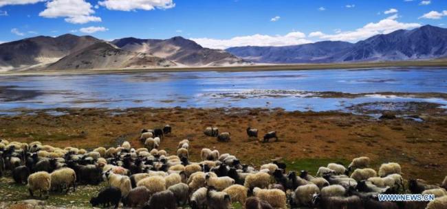 Η φωτογραφία που τραβήχτηκε στις 13 Μαΐου 2021 δείχνει το βοσκοτόπι δίπλα στη λίμνη στην κομητεία Ντινγκτζιέ, στην Αυτόνομη Περιοχή του Θιβέτ της νοτιοδυτικής Κίνας. (φωτογραφία / Xinhua)