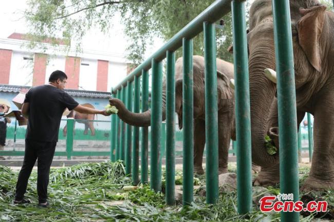 Φροντιστής ταΐζει τζόνγκτζι τους ελέφαντες στον ζωολογικό κήπο του Τζενγκτζόου στην επαρχία Χενάν, στις 9 Ιουνίου 2021.