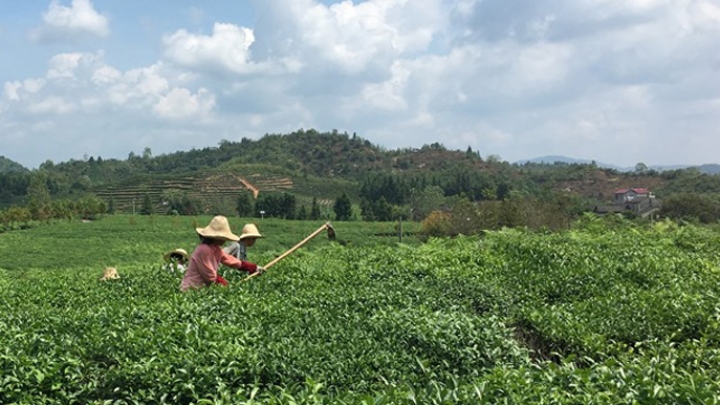 Jardim de chá orgânico em Jiangxi