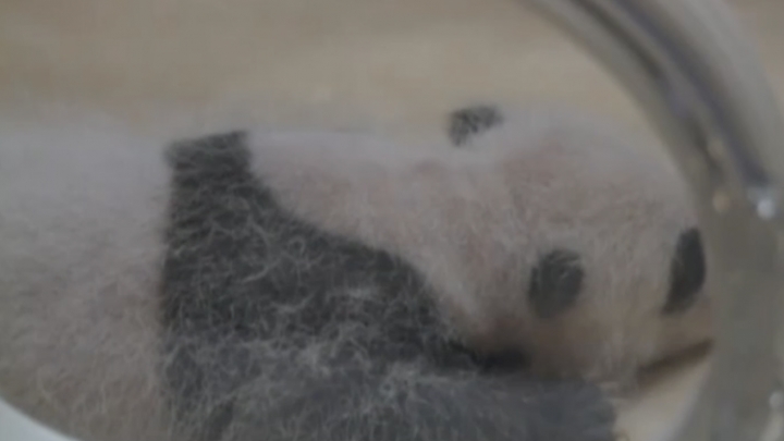 Primeiros gêmeos de panda em cativeiro do mundo receberam nomes de comidas