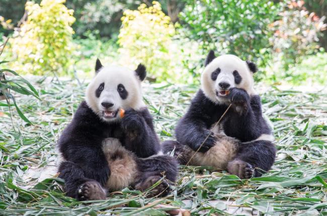 В гуанчжоуском парке «Чанлун» панды-близнецы готовы к взрослой жизни