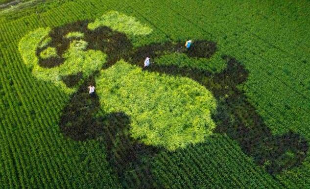 Лучшее время для наслаждения красотой рисовых полей в г. Тайчжоу