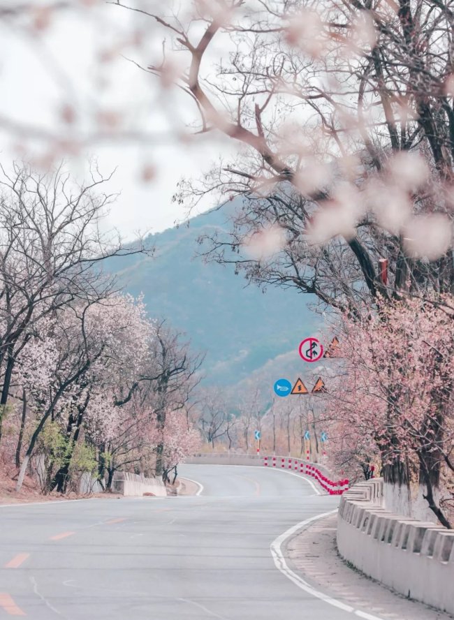 «Море цветов»: красивейшая дорога Пекина