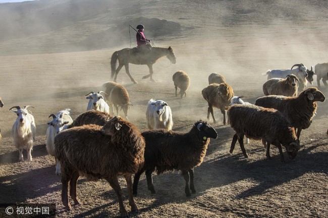 قازقستان کے خانہ بدوش اپنے جانوروں کے ریوڑ کے ساتھ 