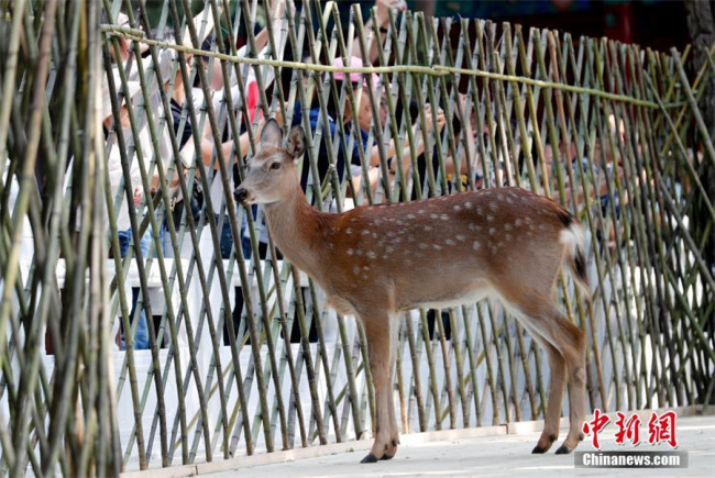  بیجینگ کے شاہی میوزیم میں " سکا" ہرن کی عوام کے لیے رونمائی