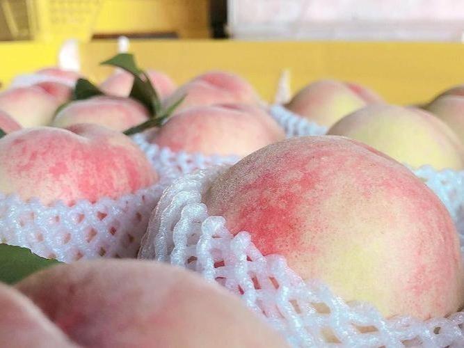 中国・無錫の水蜜桃が海外でも大人気　ドバイでは1個1万円近く