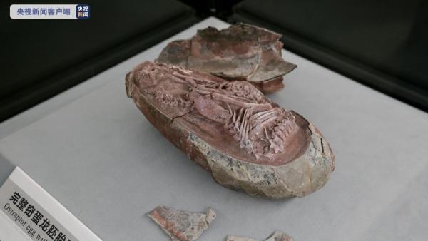 کشتف کامل ترین جنین دایناسور از فسیل تخم دایناسورا