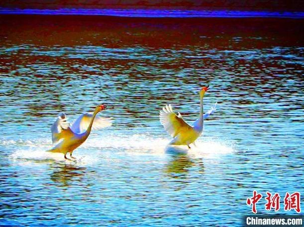 Burung Swan Menjadi Tarikan Pelancong di Xinjiang