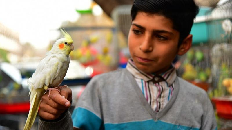 بخاطر کاهش تقاضا فروشندگان حیوانات خانگی سوری در سختی به سر میبرندا