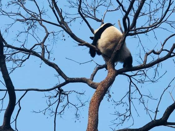 Panda Tidur Nyenyak Sempena Hari Tidur Sedunia