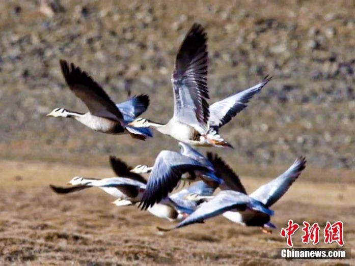 Jumlah Burung Hijrah di Tasik Qinghai Tambah Besar-besaran