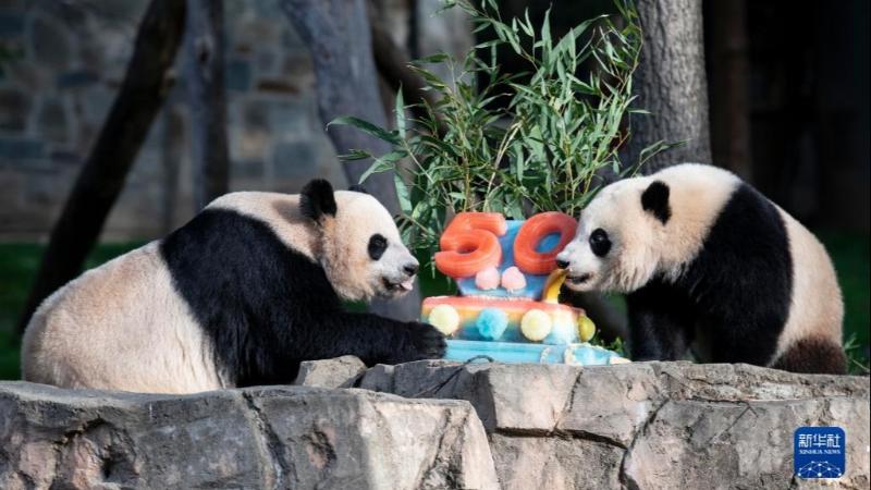 جشن پنجاهمین سالگرد ورود پانداهای چین به آمریکا در باغ وحش واشنگتنا
