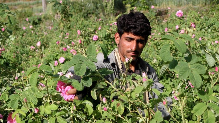 کشاورزان افغان در باغ گلی