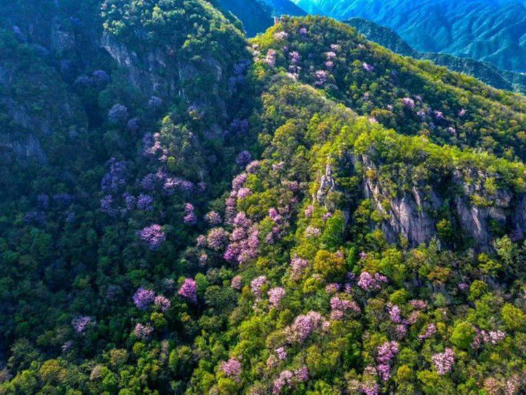 山や谷を美しく彩るハナズオウ　河南省魯山