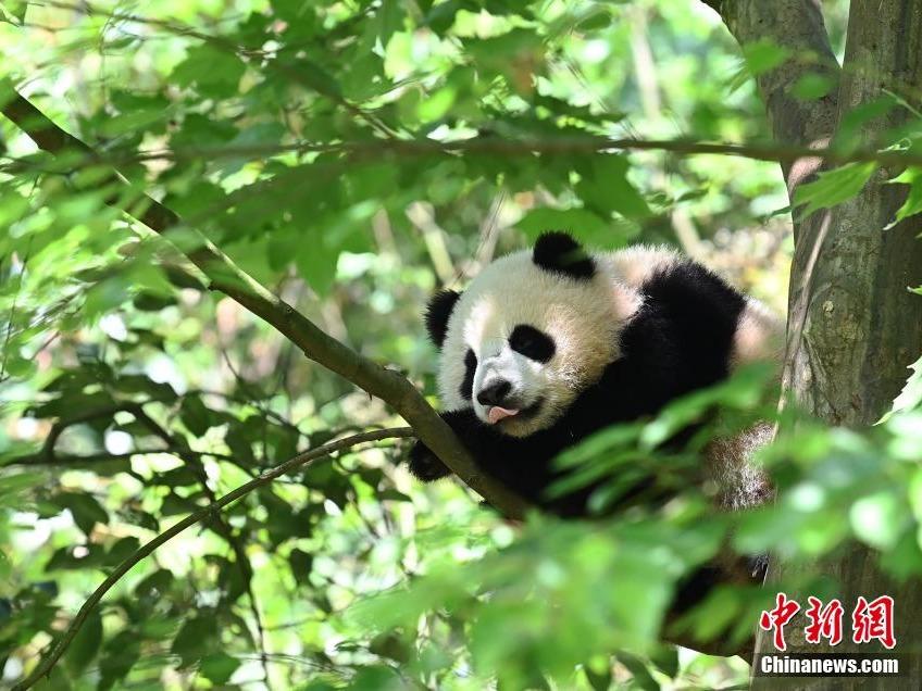 Comelnya Panda Bermain di atas Pokok