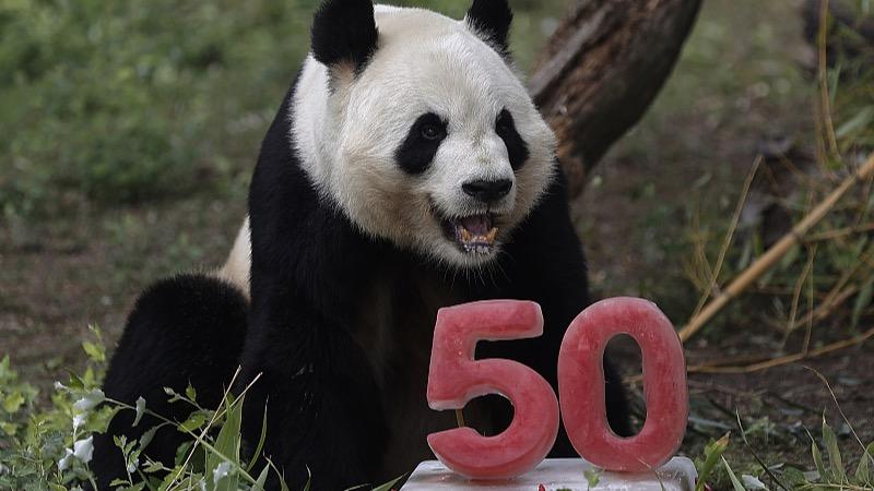 Le panda géant Bing Xing célèbre l’anniversaire de l'aquarium du zoo de Madrid