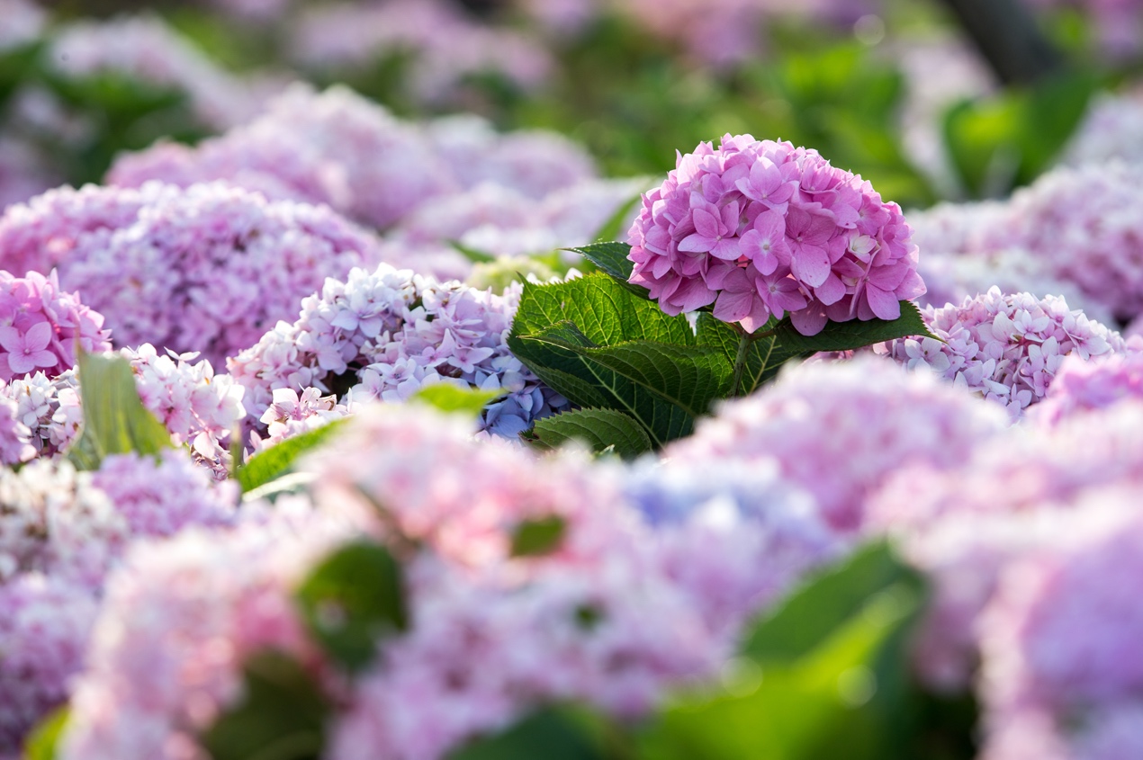 真夏を彩るアジサイの花
