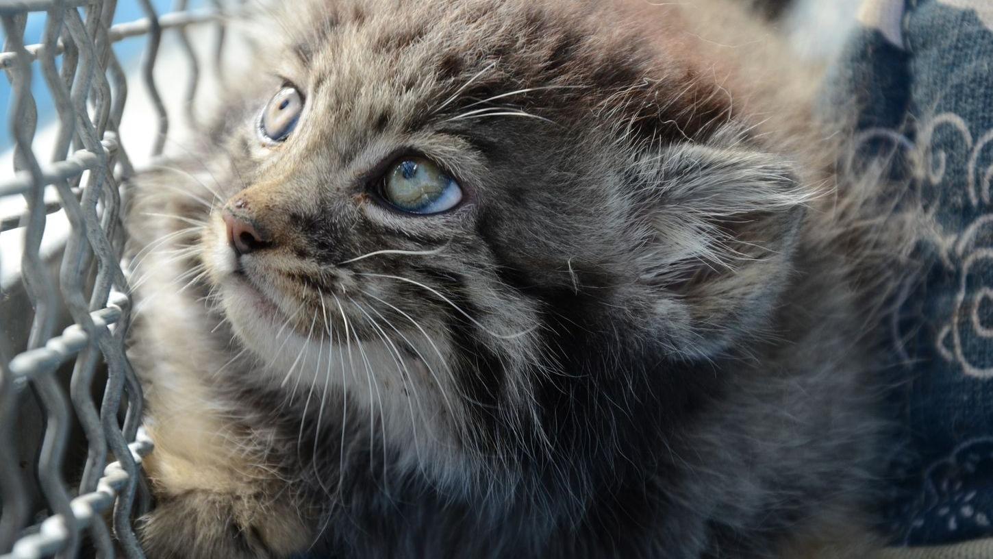 به دنیا آمدن موفقیت آمیز نخستین توله گربه پالاس به روش مصنوعی در استان «چینگ های» چین