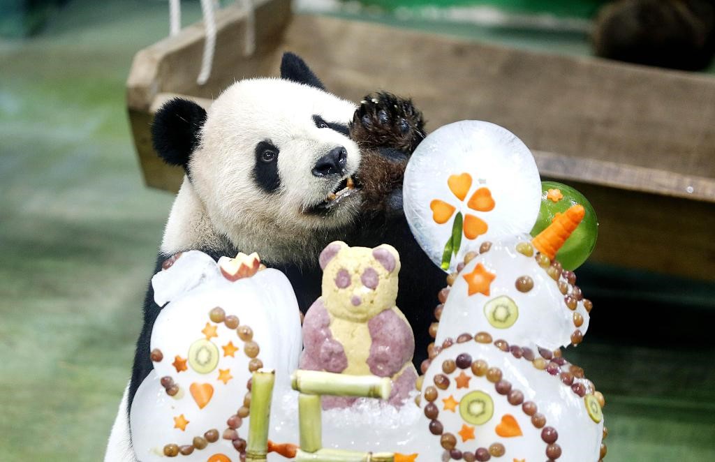 Parti Hari Lahir Anak Panda