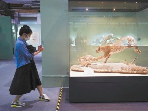北京自然博物館で希少動物の標本50点展示する特別展が開催中