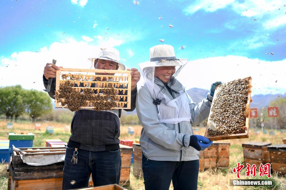 Pemeliharaan Lebah di Shannan yang Beraltitud 3,650 Meter
