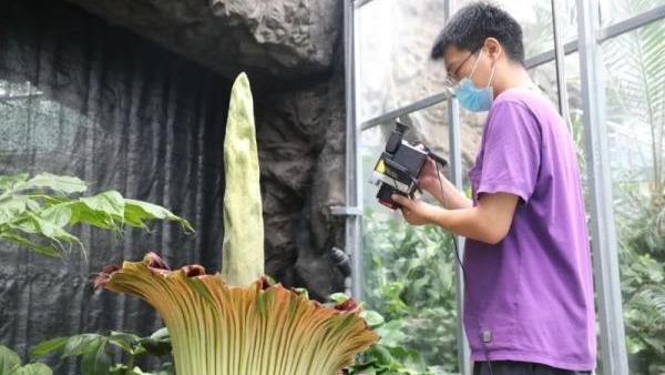 آمورفوفالوس تیتانیوم کمیاب و در معرض خطر انقراض در باغ گیاه شناسی ملی چین شکوفا شدا