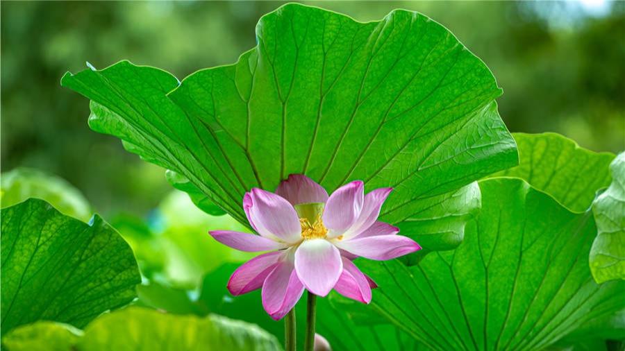 دلربایی گل‌های نیلوفر آبی در باغ گیاه‌شناسی پکن + تصاویرا
