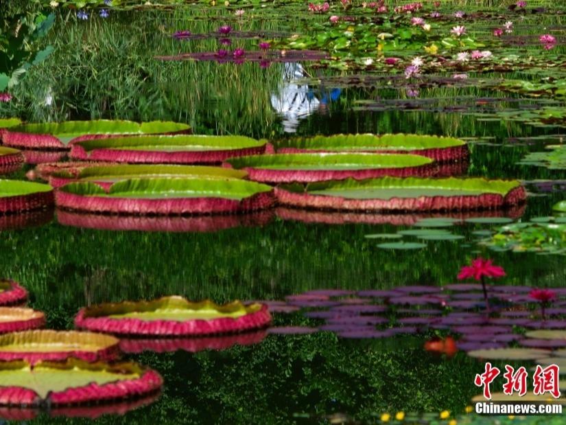 リアル版「モネの花園」が公開　国家植物園でスイレンが満開
