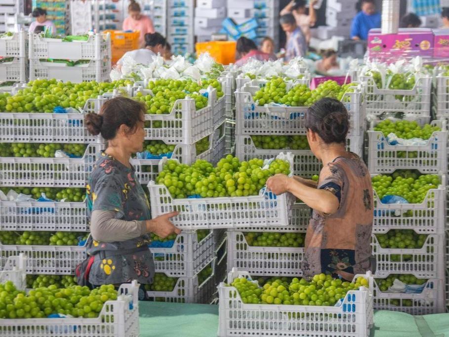 Rumah Hijau Pintar Bantu Tuaian Anggur di Sichuan