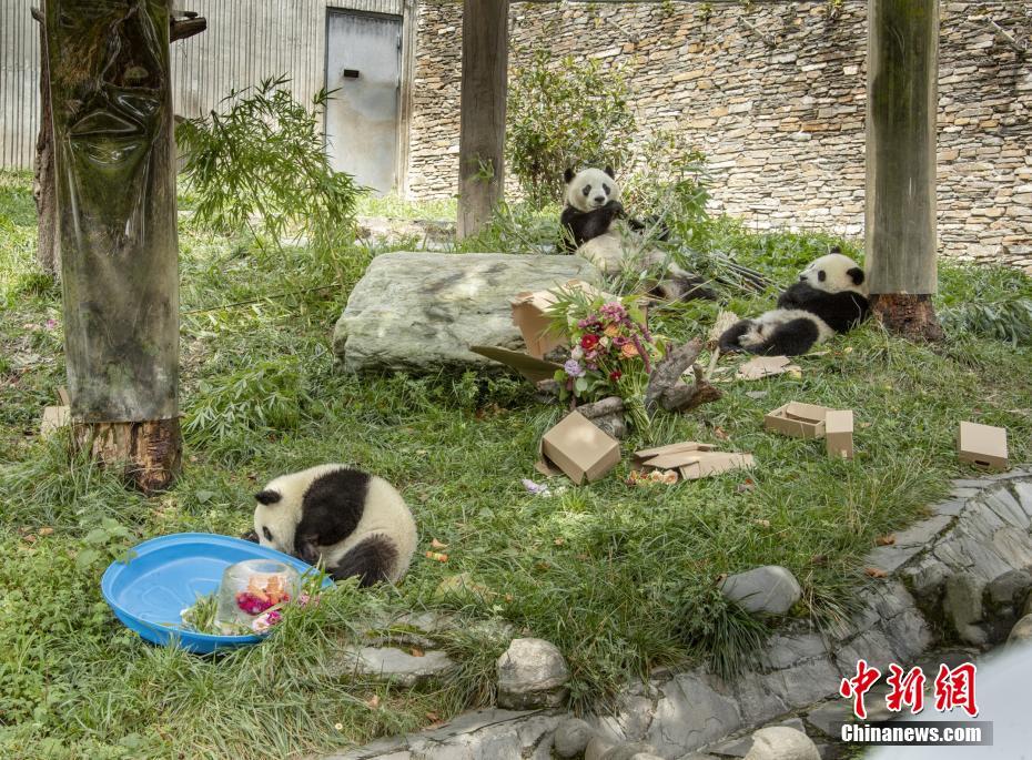 Parti Hari Lahir untuk Sembilan Ekor Panda Gergasi
