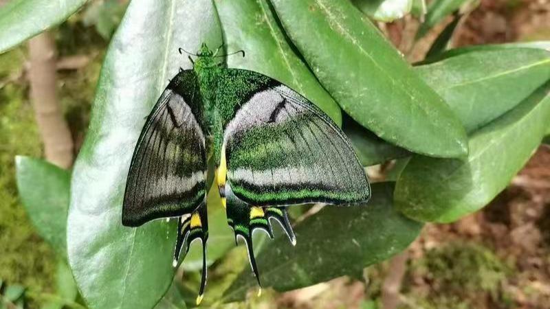 蝶標本 オウゴンテングアゲハ ペア 北ベトナム 臭