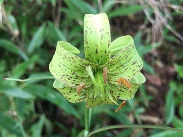 緑色のユリの花　重慶陰条嶺で国家級絶滅危惧植物を確認