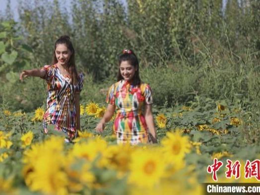 Bunga Matahari Bermekaran Penuh di Jiashi, Xinjiang