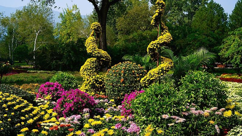 Выстава хрызантэм у Нацыянальным батанічным садзе ў Пекіне