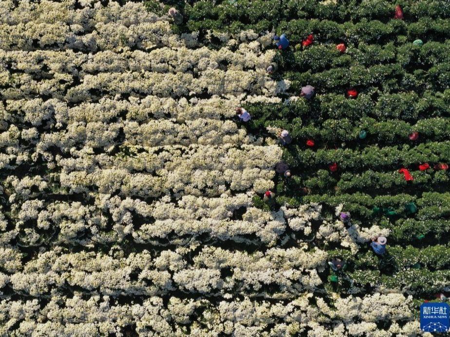 Tuai Tanaman Bunga Kekwa Putih di Pergunungan Taihang