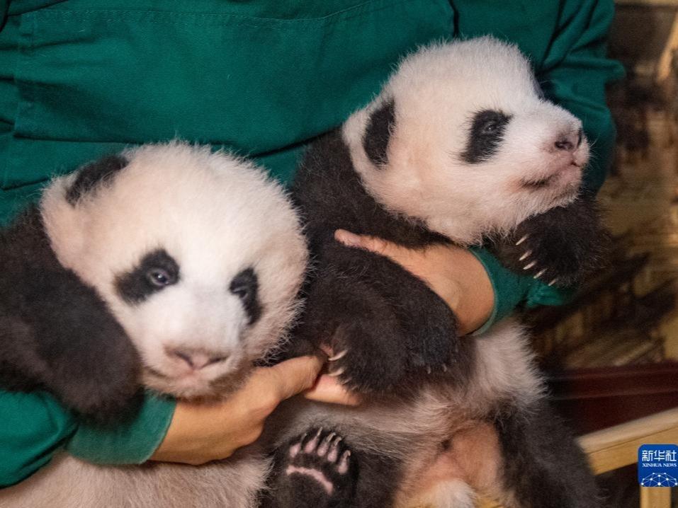 重慶動物園で生まれた双子パンダがついに公開