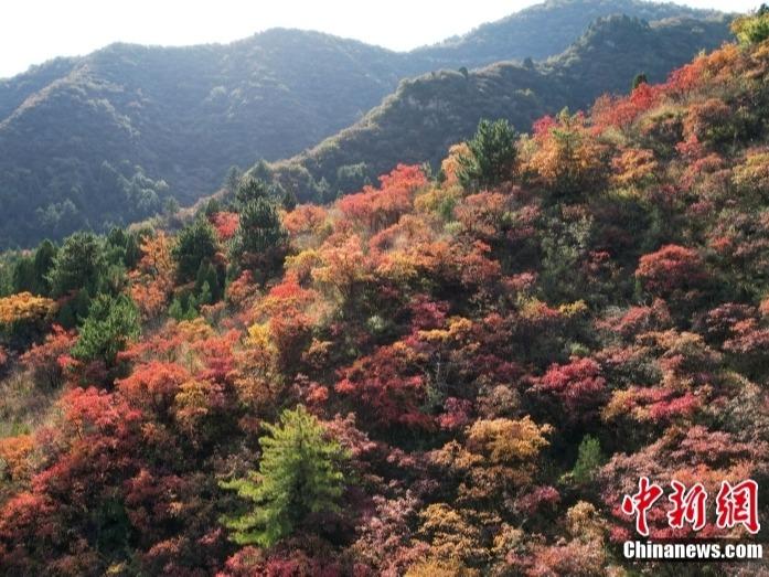 Gunung Xiantai Dihiasi Dedaun Kemerah-merahan