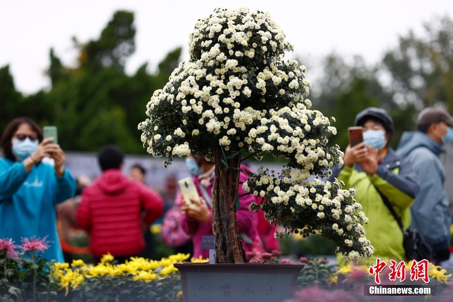 Pameran Bunga Kekwa Beijing Ke-43