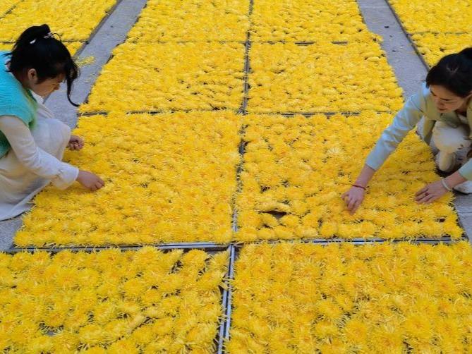 Industri Bunga Kekwa Jana Pendapatan Penduduk di Hunan