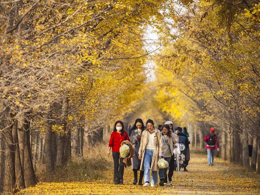 Pemandangan Pokok Gingko yang Indah