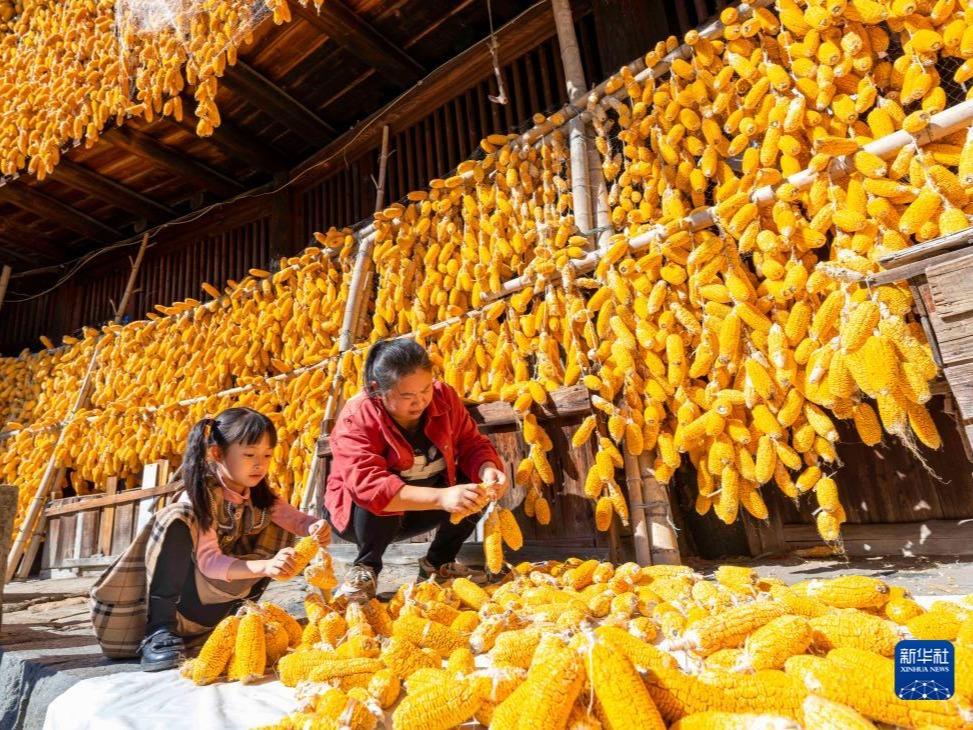 Jagung Lubuk Rezeki Petani Meilin