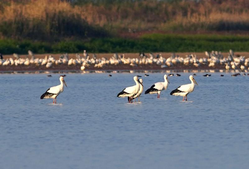 بازگشت پرندگان مهاجر به بزرگترین دریاچه آب شیرین چینا