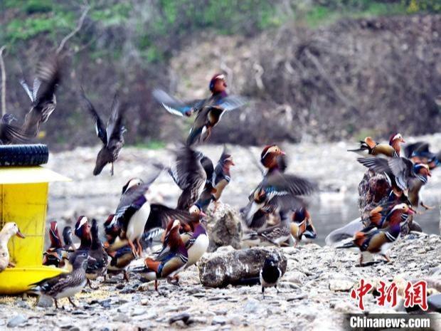 湿地公園に生息するオシドリのつがいは数百組に　湖北省南漳