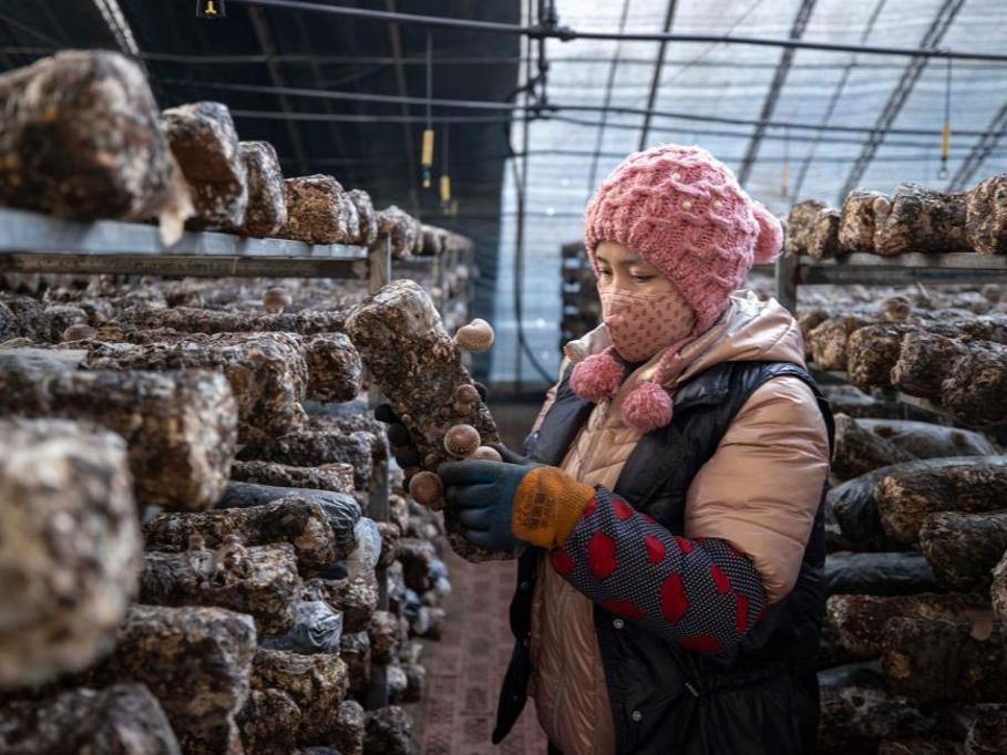 農村振興に寄与する食用キノコ栽培業　寧夏賀蘭