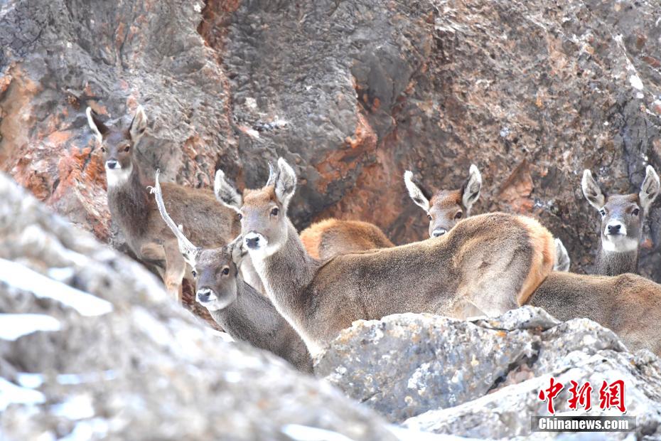 Ratusan Rusa Bibir Putih Terjumpa di Basin Tsaidam